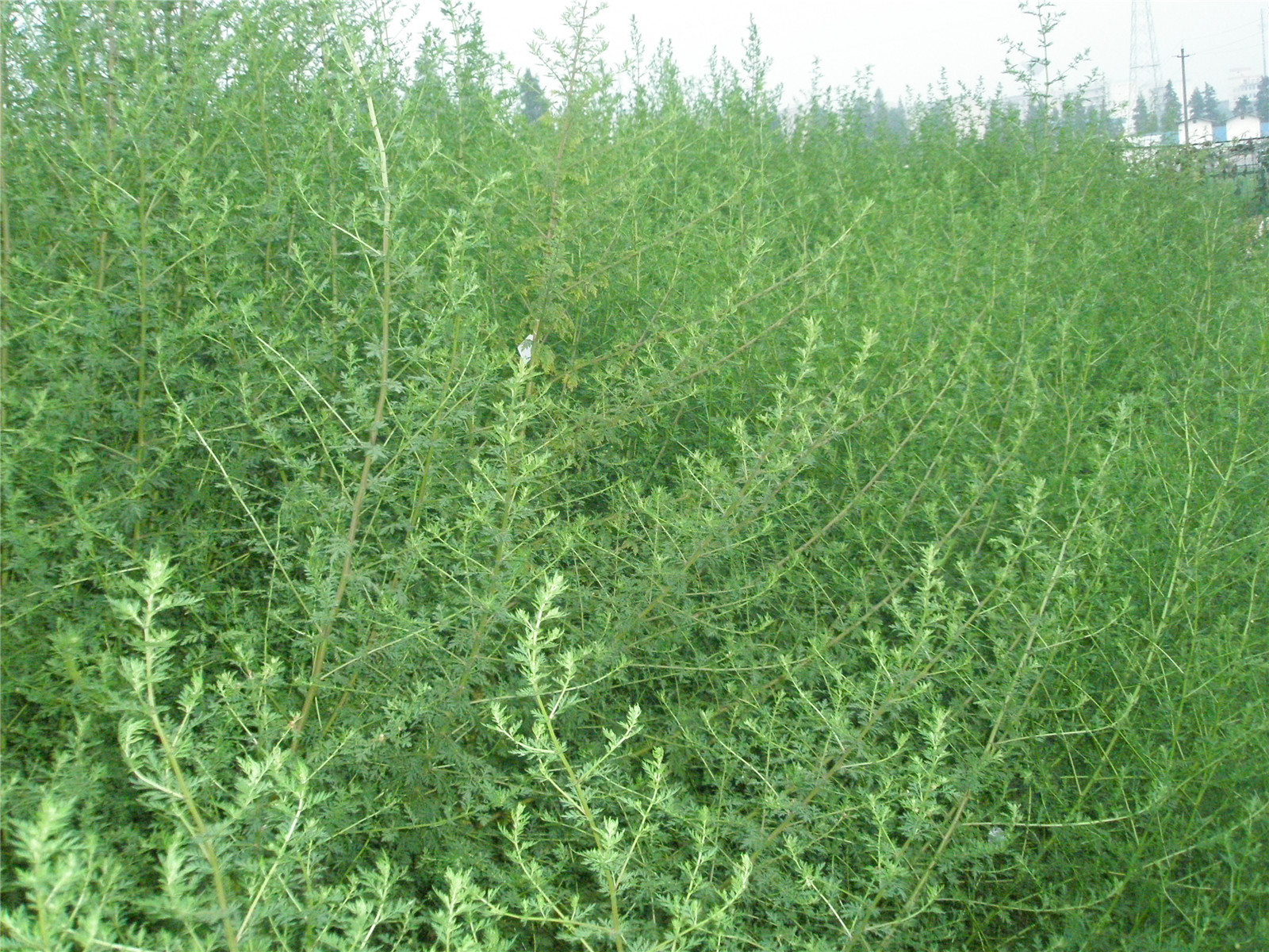 青蒿草種植基地---湖南