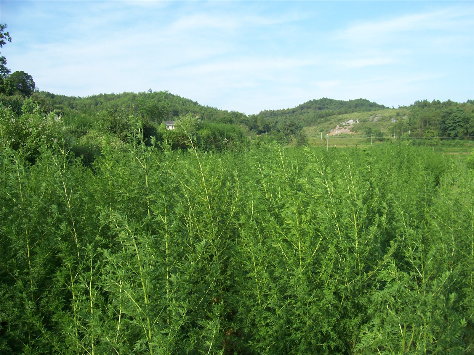 青蒿草種植基地---廣西